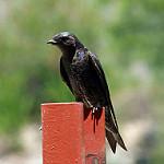 Galapagos Martin / Progne modesta