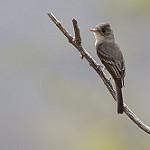 Tumbes Pewee / Contopus punensis