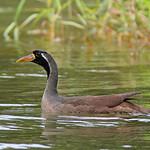 Masked Finfoot / Heliopais personatus
