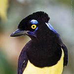 Плюшевоголовая сойка / Cyanocorax chrysops