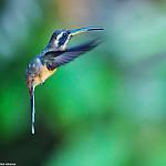 Black-throated Hermit / Phaethornis atrimentalis