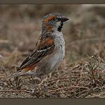 Kenya Sparrow / Passer rufocinctus