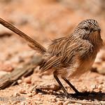 Thick-billed Grasswren / Amytornis modestus