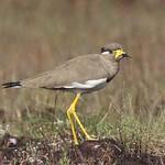 Yellow-wattled Lapwing / Vanellus malabaricus