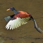 Якановые / Jacanidae фото