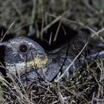 Рыжешейный козодой / Antrostomus ridgwayi