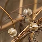 Крапивниковая цистикола / Cisticola troglodytes
