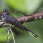 Spotted Fantail / Rhipidura perlata
