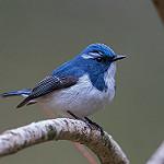 Ultramarine Flycatcher / Ficedula superciliaris