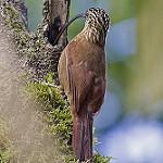 Черноклювый дугоклюв / Campylorhamphus falcularius