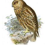 Сейшельская совка / Otus insularis