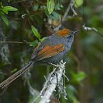 Apurimac Spinetail / Synallaxis courseni