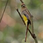 Northern Black-throated Trogon / Trogon tenellus