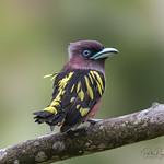 Banded Broadbill / Eurylaimus javanicus