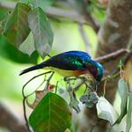 Ruby-cheeked Sunbird / Chalcoparia singalensis