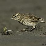 Новозеландский конёк / Anthus novaeseelandiae