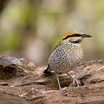 Blue Pitta / Hydrornis cyaneus