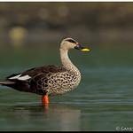 Indian Spot-billed Duck / Anas poecilorhyncha