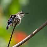 Bee Hummingbird / Mellisuga helenae