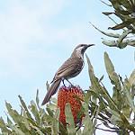 Western Wattlebird / Anthochaera lunulata