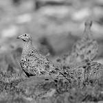 Rufous-bellied Seedsnipe / Attagis gayi