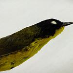 Чернолицая желтогрудка / Geothlypis speciosa