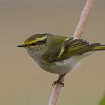 Корольковая пеночка, корольковая зарничка / Phylloscopus proregulus