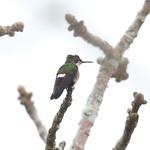 Lophornis verreauxii