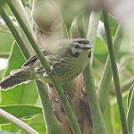 Негросская пеструшка / Zosterornis nigrorum