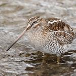 Solitary Snipe / Gallinago solitaria