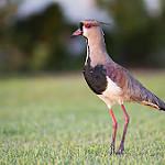 Кайеннский чибис / Vanellus chilensis