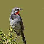 Himalayan Rubythroat / Calliope pectoralis