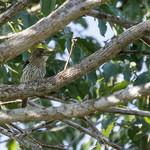 Western Striolated Puffbird / Nystalus obamai