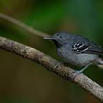 Band-tailed Antbird / Hypocnemoides maculicauda