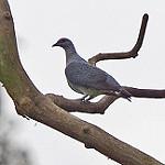Конголезский вяхирь / Columba unicincta