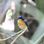 Sunda Blue Flycatcher / Cyornis caerulatus