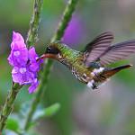 Чернохохлая кокетка / Lophornis helenae