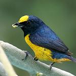 Желтобрюхая эуфония / Euphonia fulvicrissa