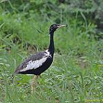 Малый флорикан / Sypheotides indicus