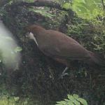 White-throated Mountain Babbler / Turdoides gilberti