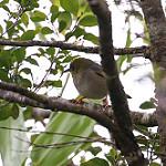 Луайотская белоглазка / Zosterops inornatus