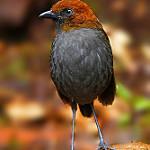 Chestnut-naped Antpitta / Grallaria nuchalis
