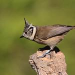 Синицевые / Paridae фото
