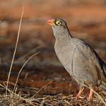 Красноклювый франколин / Pternistis adspersus