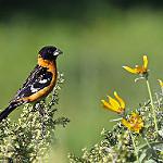 фото