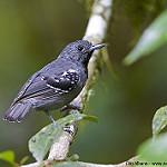 Salvadori's Antwren / Myrmotherula minor
