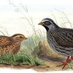 Гималайский перепел / Ophrysia superciliosa