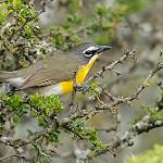 Yellow-breasted Chat / Icteria virens