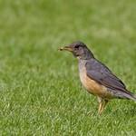 Usambara Thrush / Turdus roehli