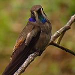 Бурый фиалкоух / Colibri delphinae